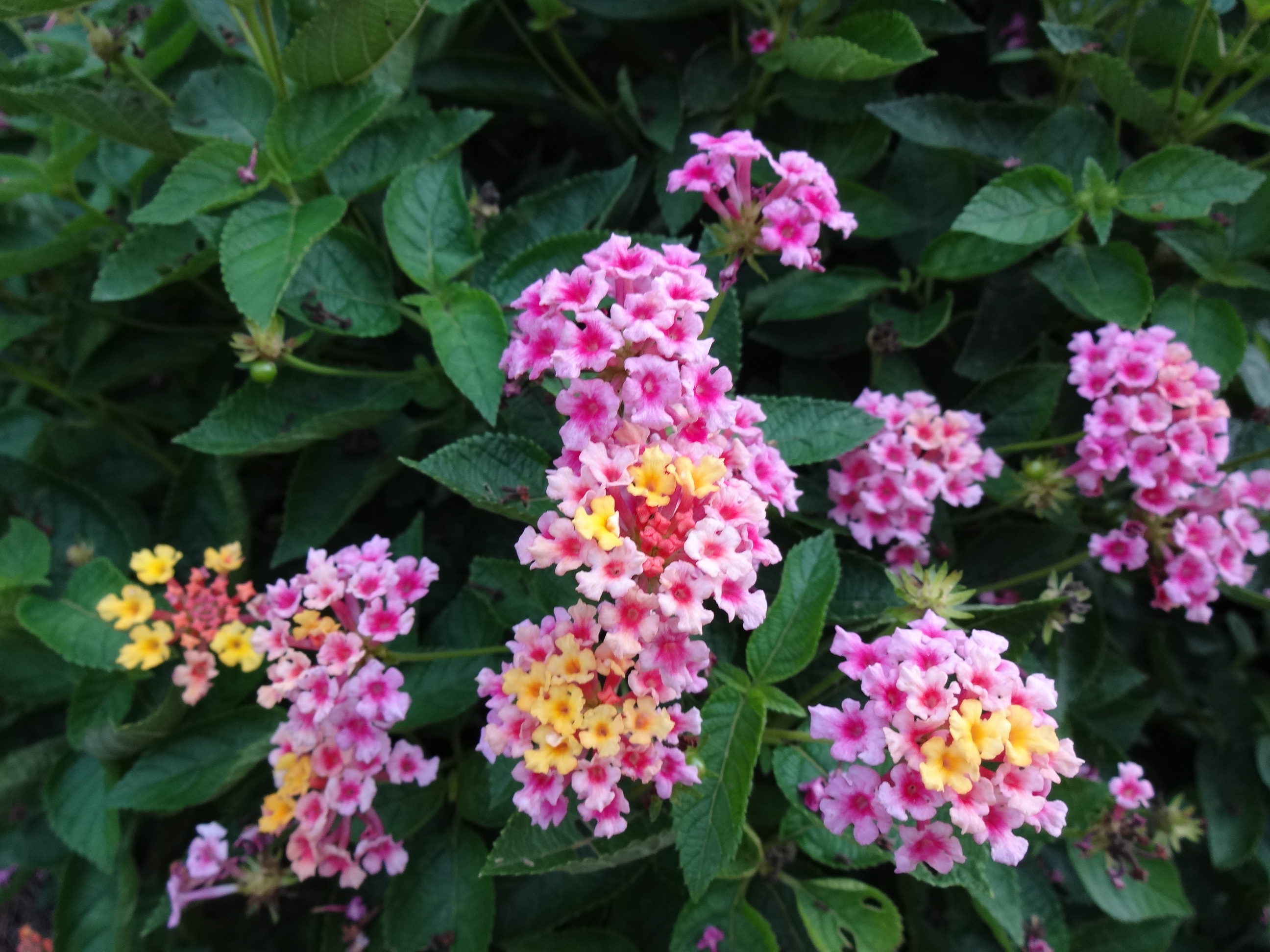 Summer Bedding Plants